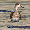 Green-winged Teal